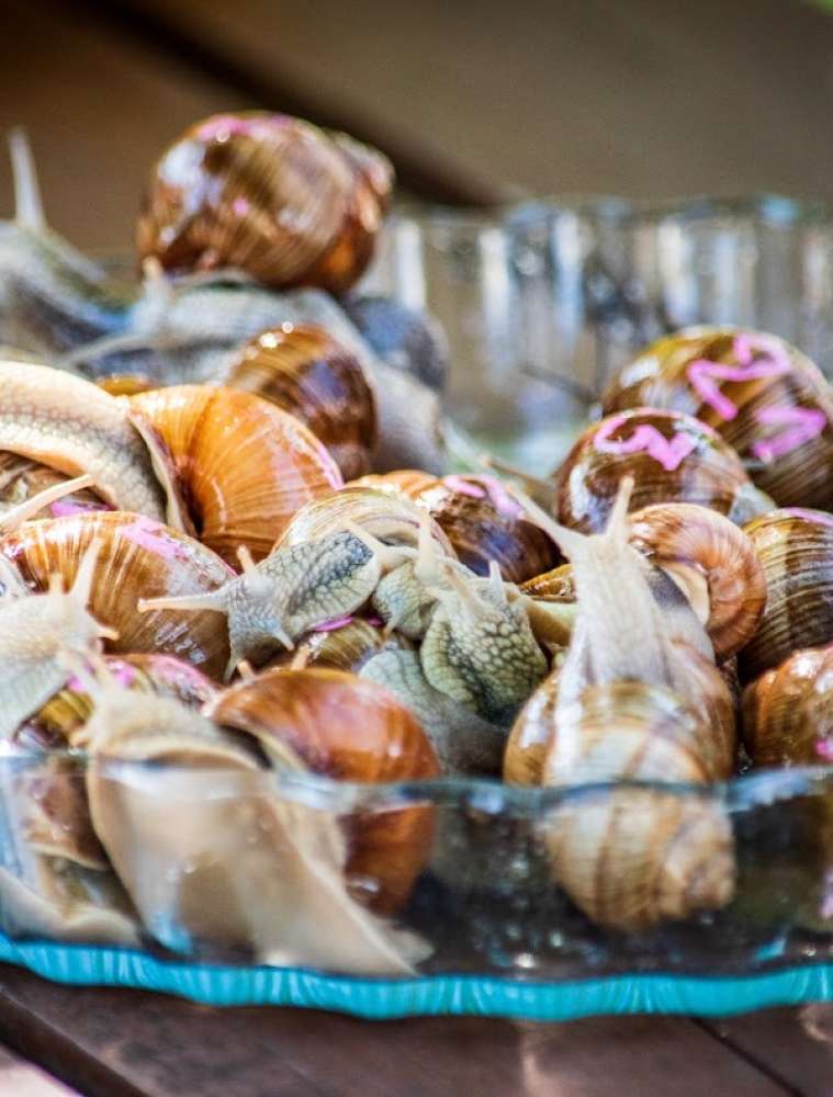 Snail Farm “Ošu mājas”