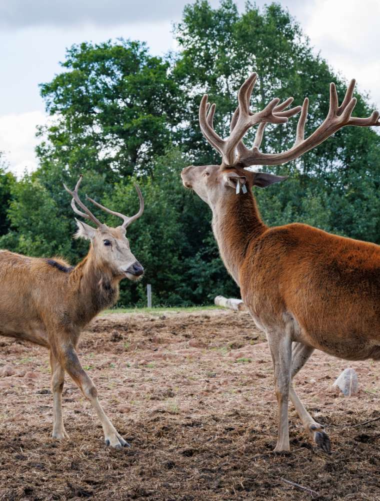  Aglona Deer Garden