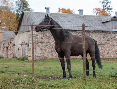 Zirgu staļļi Zirgu Oāze