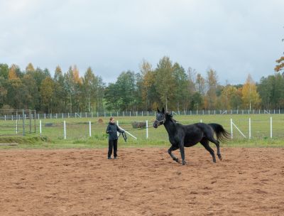 Zirgu staļļi Zirgu Oāze