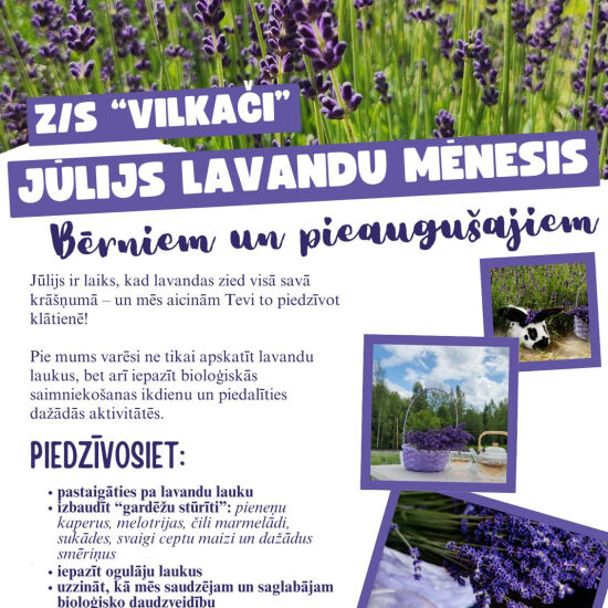Jūlijs - lavandu mēnesis bioloģiskajā z/s 