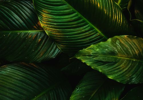 green-leaves-plant-tropical-5k-5120x2880-8446
