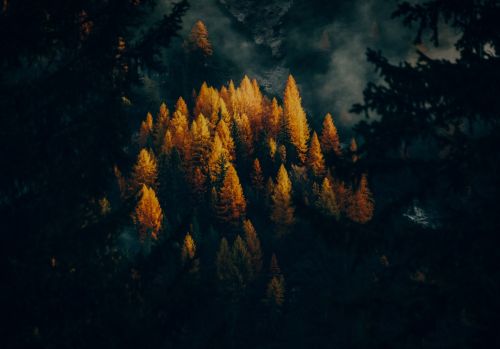 golden-larches-fall-forest-trees-5k-5120x2880-8570