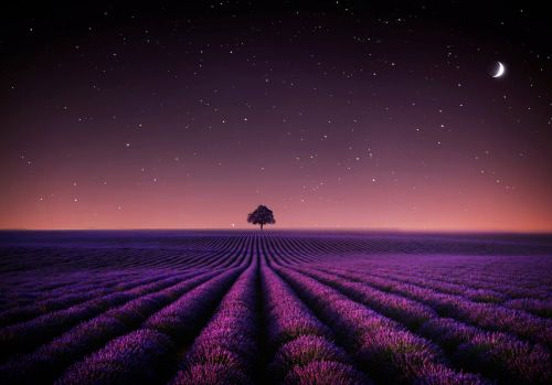 lavender-fields-solitude-tree-crescent-moon-stars-night-sky-5120x2880-6334