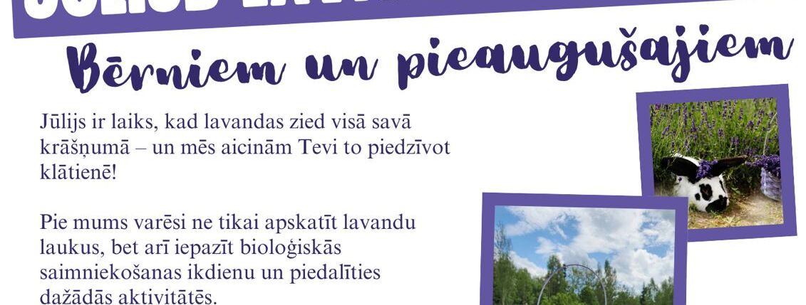 Jūlijs - lavandu mēnesis bioloģiskajā z/s 